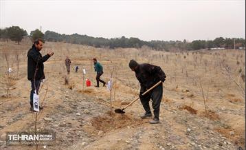 کاشت 2000 نهال مثمر در بوستان جنگلی چیتگر 8