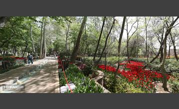 باغ ایرانی میزبان لاله‌ها 1