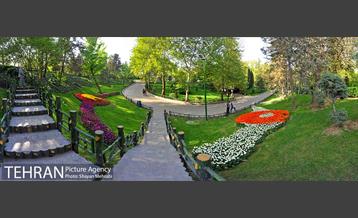 رویش گل های لاله در بوستان ملت 1