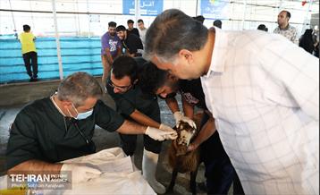 مرکز عرضه دام بهداشتی به مناسبت عید قربان 48