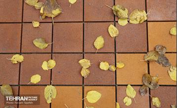 مراحل احداث پروژه ی باغ باهنر 7