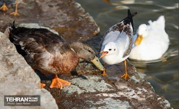 پرندگان مهاجر دریاچه چیتگر 10