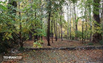 طبیعت پاییزی مجموعه فرهنگی تاریخی سعدآباد  13