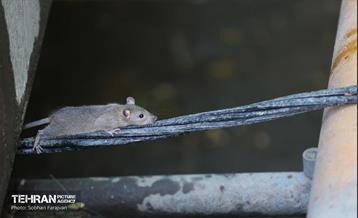 مبارزه با جانوران موذی 24