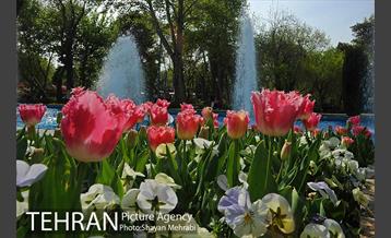 رویش گل های لاله در پارک شهر 20