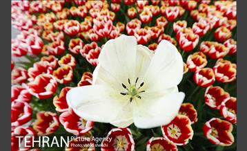 پیاده راه لاله برای مادران 21