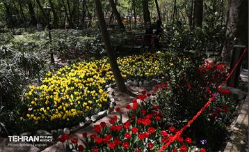 باغ ایرانی میزبان لاله‌ها 56