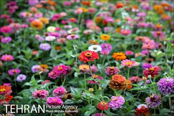 پلازای شهری میدان هفتم تیر 7