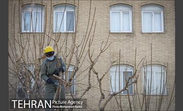 آغاز فصل هرس درختان- 3