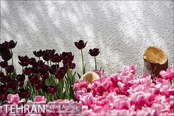پیاده راه لاله برای مادران 16