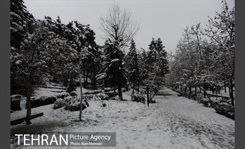 بارش برف زمستانی در تهران 13