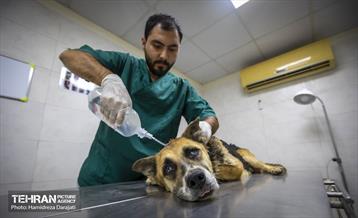 مهربانی با سگ های بدون صاحب 28