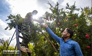 یـاقوت سرخ  25