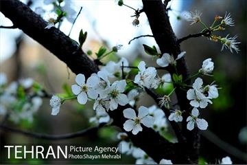 شکوفه های بهاری در پایتخت 10