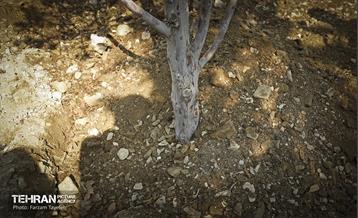 جابجایی اصولی 106 اصله درخت در منطقه 5 شهرداری 11