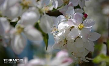 هوای بهاری منطقه 5 13