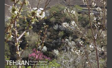 شکوفه های بهاری 11