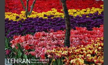 پیاده راه لاله برای مادران 2