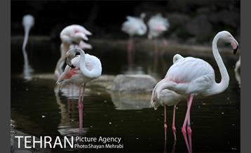 باغ پرندگان تهران 57