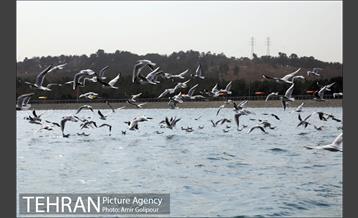 دریاچه شهدای خلیج فارس میزبان کاکاهای مهاجر 2