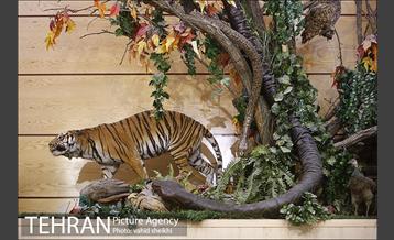 موزه طبیعت و حیات وحش دارآباد 12