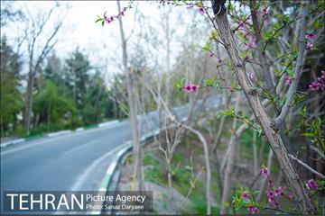 طبیعت بهاری پارک جنگلی لویزان‎  27