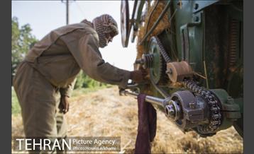 برداشت گندم در مزارع جنوب تهران‎ 9