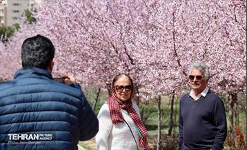 شکوفه‌های بهاری در بوستان سمن‌ها 15