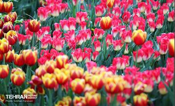 لاله‌ها میهمان باغ ایرانی 34