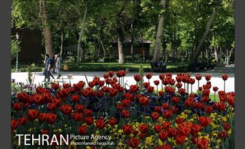 لاله های بهاری پارک شهر 4