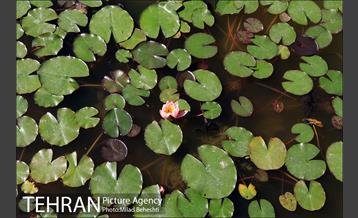 تهرانگردی احمد مسجدجامعی در منطقه 22‎ 14