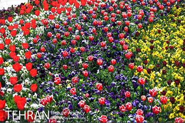 رویش گل های لاله در بوستان لاله 11