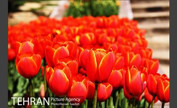 لاله های باغ راه فدک  3