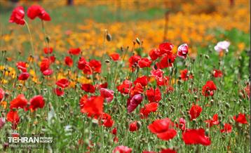 طبیعت بهاری در باغ ملی گیاهشناسی ایران 16