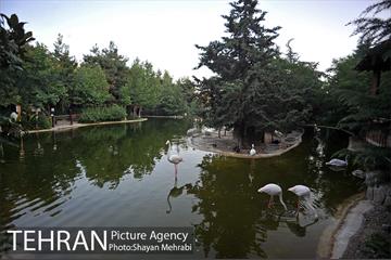 باغ پرندگان تهران 52