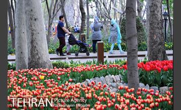 روش گل های لاله در باغ ایرانی 5