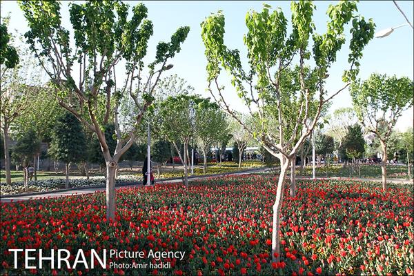 جشنواره لاله‌ها در بوستان زندگی محله هرندی 1