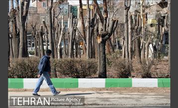 عملیات هرس درختان درمعابر و بوستانهای مناطق تهران 15