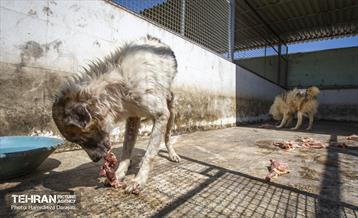 مهربانی با سگ های بدون صاحب 6