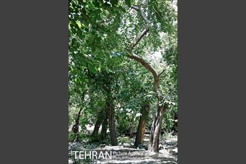 توتستان های طرشت، طعم شیرین طهران قدیم 7