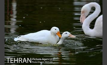 باغ پرندگان تهران 61