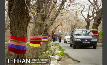 آرایش درختان کهنسال توت در محله کن 20