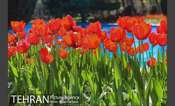 رویش لاله ها در پارک شهر 28