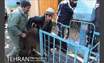 بازار فروش دام در محله طرشت به مناسبت عید قربان 23