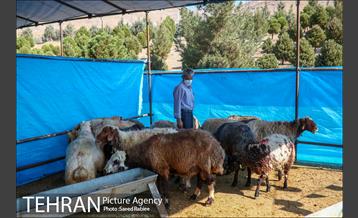 مرکز عرضه دام بهداشتی به مناسبت عید قربان در منطقه 22 تهران 6