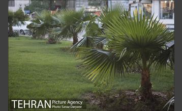 میدان شقایق‎ 22