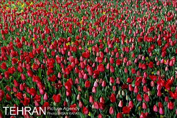 شب عید با شهردار شب تهران 25