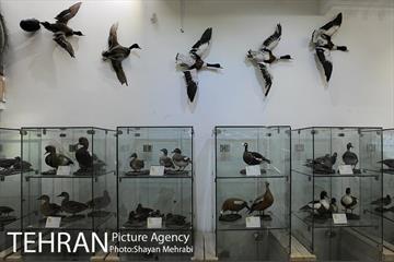 موزه طبیعت و حیات وحش دارآباد تهران 19