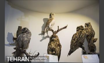 موزه طبیعت و حیات وحش ایران دارآباد‎ 32