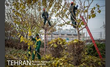 آغاز فصل هرس درختان- 2